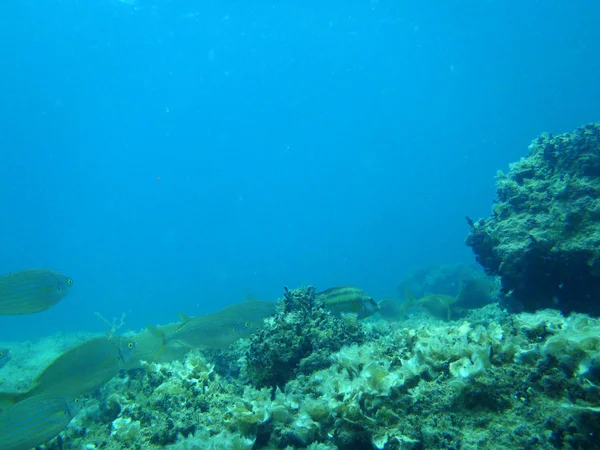 Підводним плаванням в Адріатиці — стокове фото