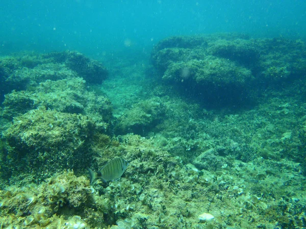 Snorkling i Adriatiska havet — Stockfoto