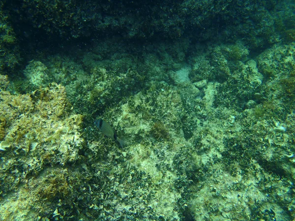 Snorkling i Adriatiska havet — Stockfoto