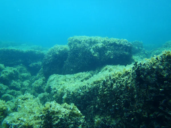 浮潜在亚得里亚海 — 图库照片