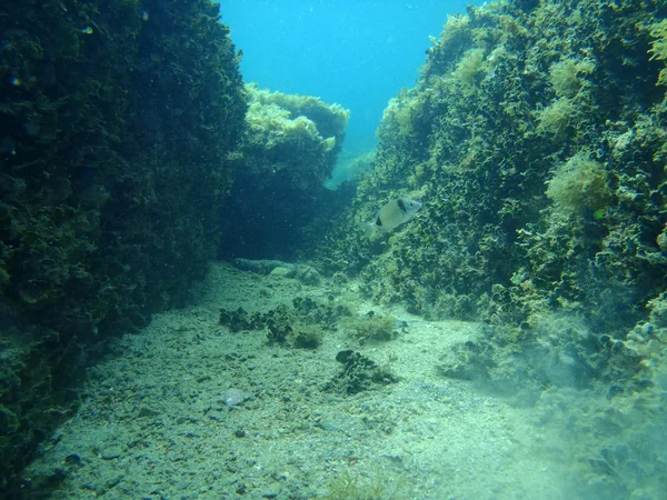 Snorkel em Adriatic — Fotografia de Stock