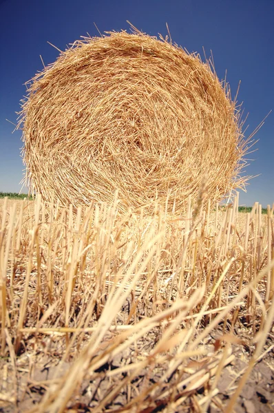 Straw roll on the field — Stock Photo, Image