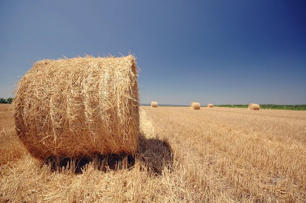 Straw roll on the field — Stock Photo, Image