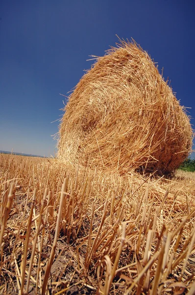 Straw roll on the field — Stock Photo, Image