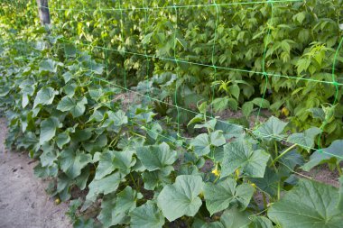 Yeşil salatalık büyüyen