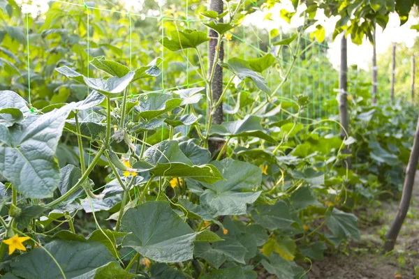 Yeşil salatalık büyüyen