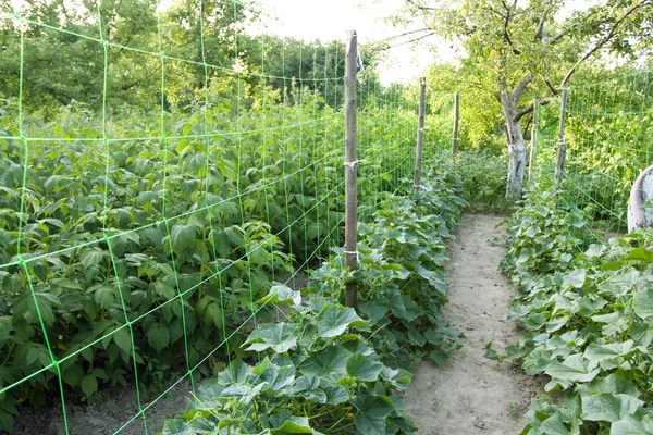 Plantation of green cucumbers — Stock Photo, Image