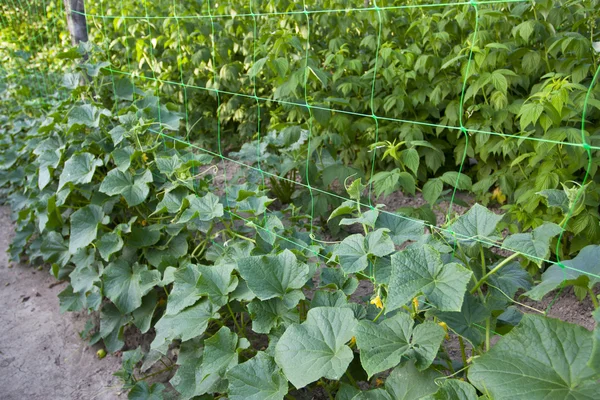 Growing of green cucumbers — Stock Photo, Image