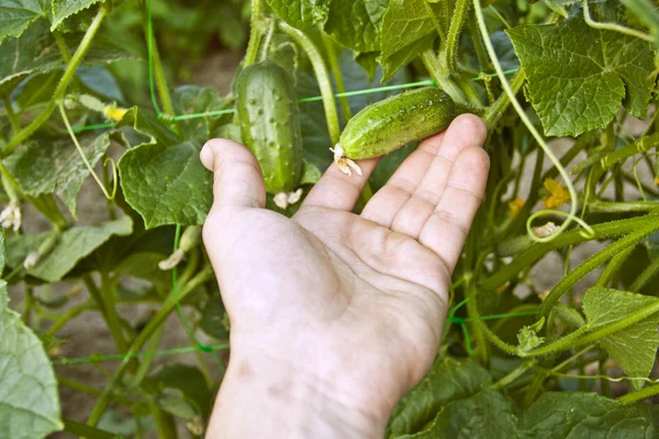 Harvesting cucumbers — Stock Photo, Image