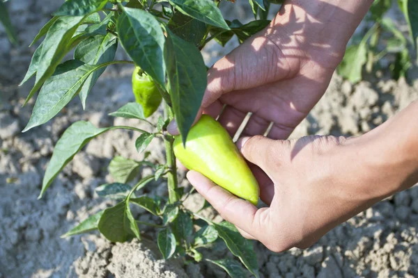 Green sweet pepper — Stock Photo, Image