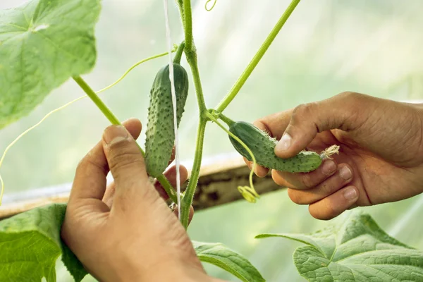 Growing of cucumbers — Stock Photo, Image