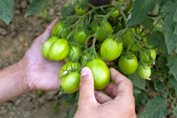 Cultivation of tomatoes — Stock Photo, Image