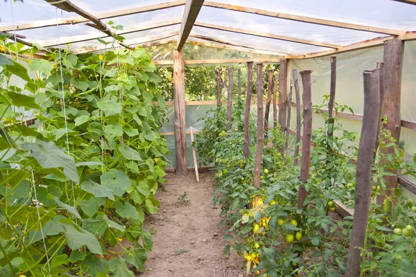 Cultivo de pepinos verdes y tomate — Foto de Stock