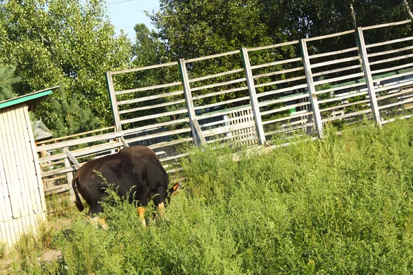 Big black bull — Stock Photo, Image