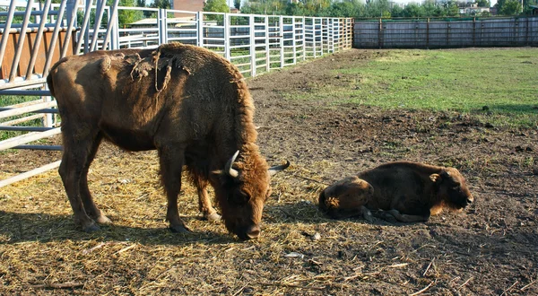 Dos bisontes en protección — Foto de Stock