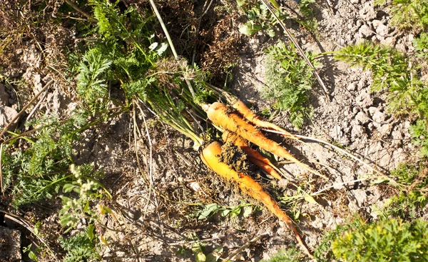 Carrot harvesting from soil on a farm — Stock Photo, Image