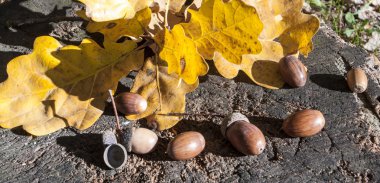 meşe palamutları ve Meşe yaprağı üzerinde kenevir