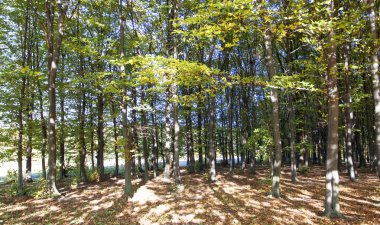 ağaçlar yeşil ve sarı yaprakları ile