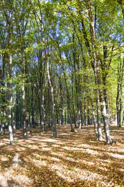 ağaçlar yeşil ve sarı yaprakları ile