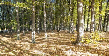 ağaçlar yeşil ve sarı yaprakları ile