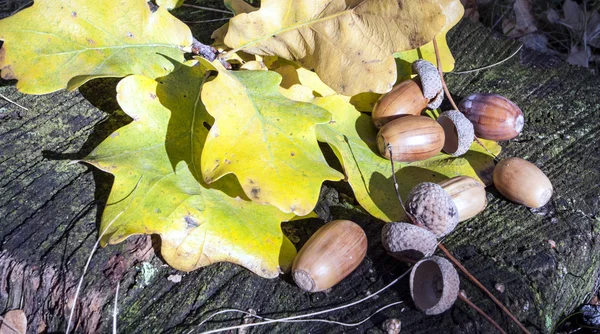 meşe palamutları ve Meşe yaprağı üzerinde kenevir