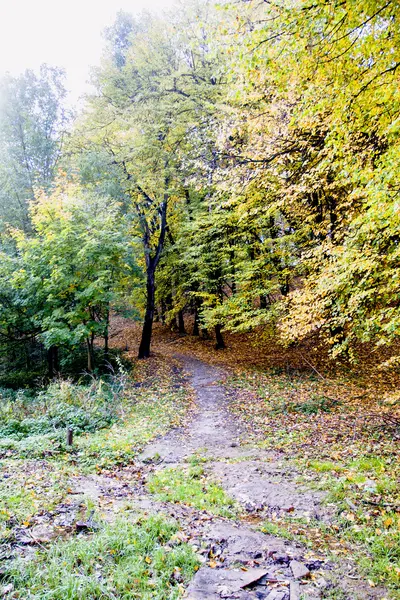 Entrada na madeira de outono — Fotografia de Stock