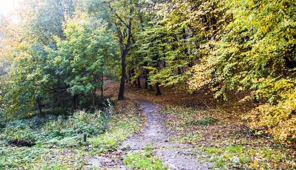 Vstup v podzimním lese — Stock fotografie