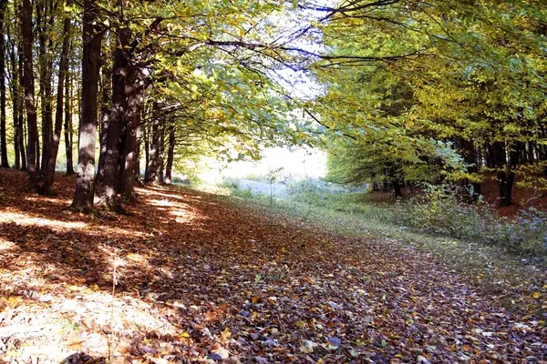 Paysage en bois d'automne — Photo