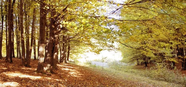 Jesień krajobraz drewna — Zdjęcie stockowe