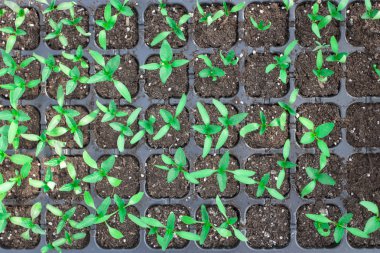 Fidan biber tarımı