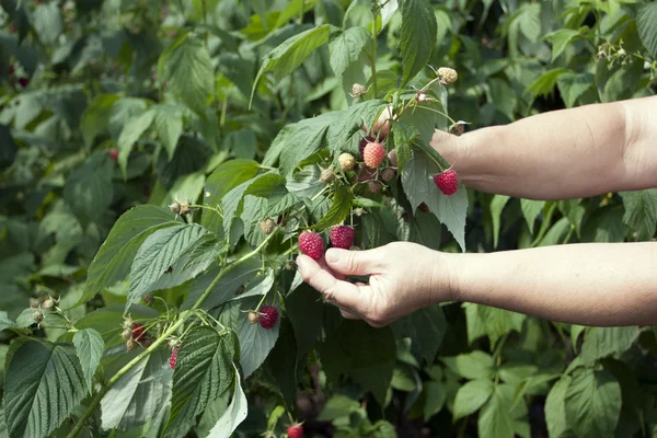 Harvesting of red raspberry — Stock Photo, Image