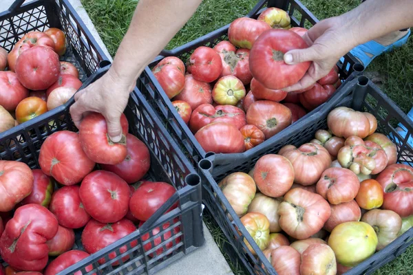 Proceso de clasificación de un cultivo de tomate rojo — Foto de Stock