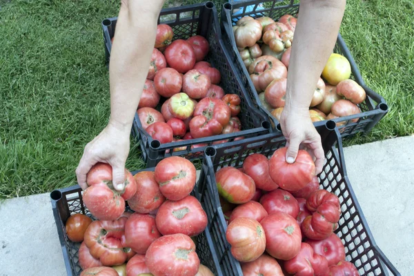 Proces van verzamelen en sorteren van een gewas tomaat — Stockfoto