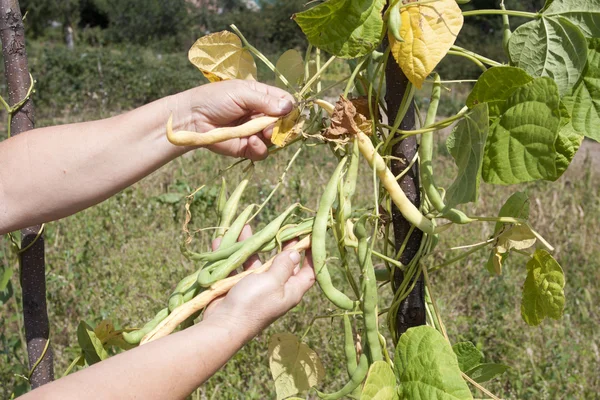 Process of assembly of a crop of haricot — Stock Photo, Image