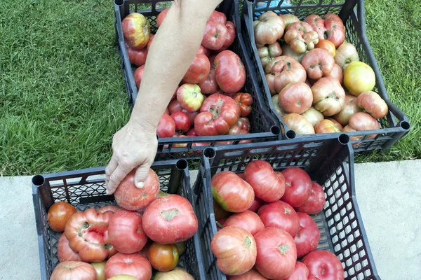 Proceso de clasificación de un cultivo de tomate — Foto de Stock