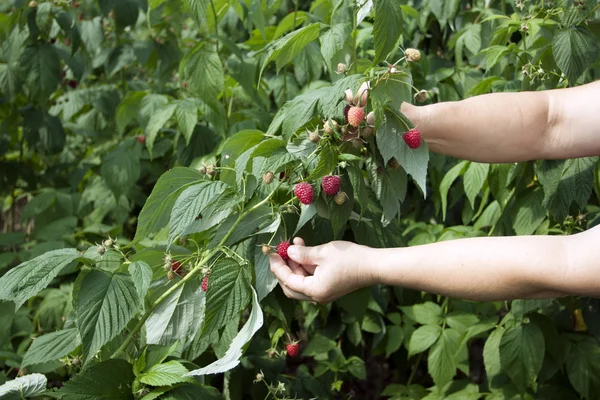 赤いラズベリーの収穫のプロセス — ストック写真
