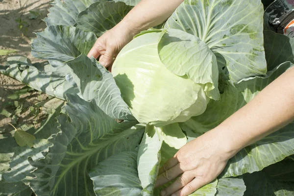 Green cabbage on a farmer kitchen garden — Stock Photo, Image