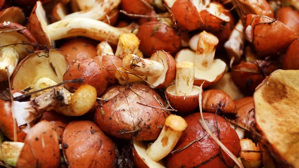 Texture - forest autumn mushrooms — Stock Photo, Image