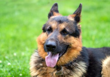 köpek - arka plan bulanık Alman çoban