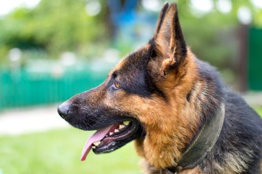 köpek - arka plan bulanık Alman çoban