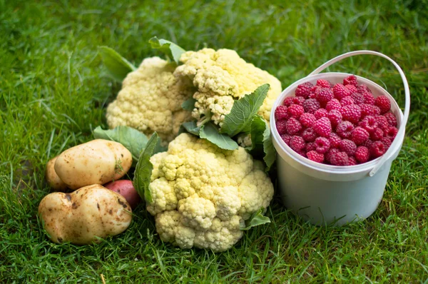 Stillleben - Blumenkohl, Kartoffeln und ein Eimer mit Himbeeren — Stockfoto