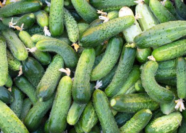 doku - çok sayıda olgun, yeşil, taze salatalık 