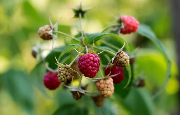Maturation of red raspberries growing on a branch — Stock Photo, Image