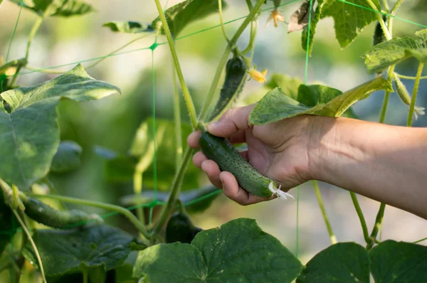 The process of harvesting ripe cucumbers at the farmer's garden — Stock Photo, Image