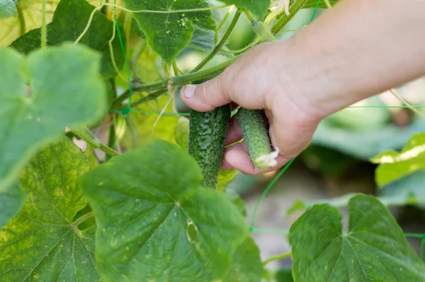 The process of harvesting ripe cucumbers at the farmer's garden — Stock Photo, Image