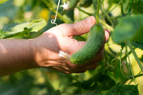 The process of harvesting ripe cucumbers at the farmer's garden — Stock Photo, Image