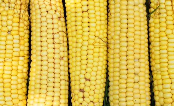 Tekstura - żółty kolby kukurydzy świeży — Zdjęcie stockowe