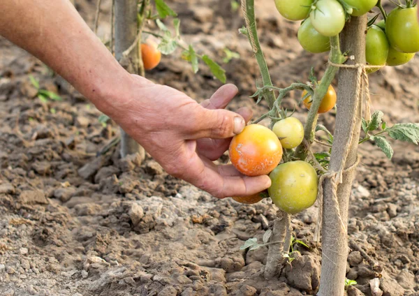 The process of harvesting ripe tomatoes at the farmer's garden — Stock Photo, Image