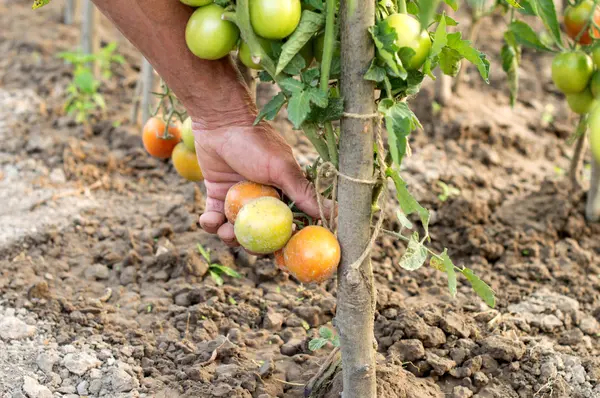 The process of harvesting ripe tomatoes at the farmer's garden — Stock Photo, Image