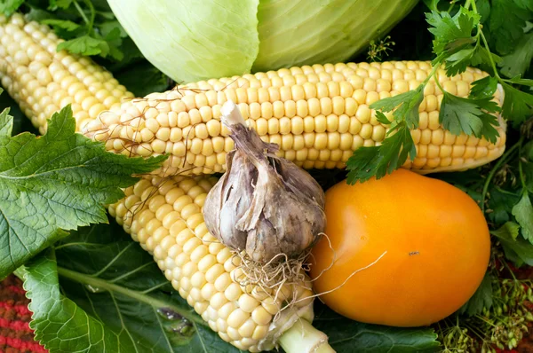 Frisches Gemüse - Knoblauch, Mais, Kohl, Tomaten von der Garde — Stockfoto